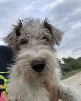 Wesley - AKC, a male Wire Fox Terrier for sale in Glasco, KS – 4 of 7