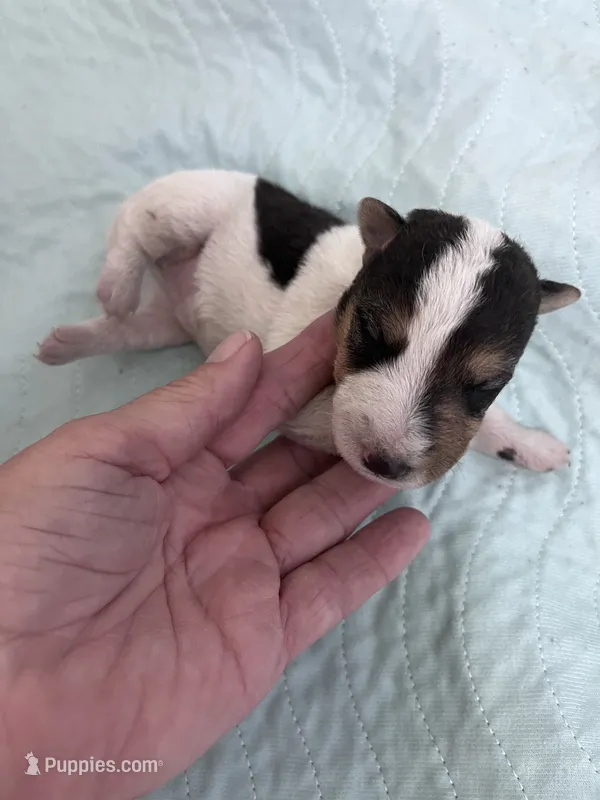 Wilma – Wire Fox Terrier puppy for sale in Glasco, KS