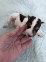 Wilma, a female Wire Fox Terrier for sale in Glasco, KS – 1 of 5