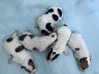 Wendy, a female Wire Fox Terrier for sale in Glasco, KS – 3 of 5