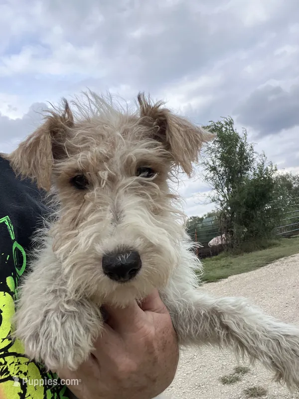 Willa - AKC – Wire Fox Terrier puppy for sale in Glasco, KS