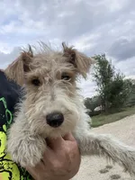 Willa - AKC, a female Wire Fox Terrier for sale in Glasco, KS – 1 of 6
