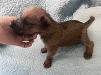 Devin - AKC, a male Irish Terrier for sale in Glasco, KS – 2 of 2