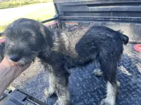 On hold - Pete , a male Standard Schnauzer for sale in Glasco, KS – 5 of 10