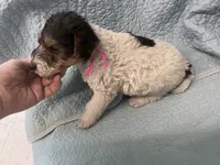 Wanda - AKC, a female Wire Fox Terrier for sale in Glasco, KS – 2 of 10