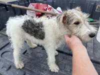 Waldo - AKC, a male Wire Fox Terrier for sale in Glasco, KS – 2 of 7