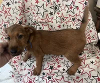 Ian, a male Irish Terrier for sale in Glasco, KS – 5 of 10