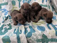 Dolly - AKC, a male Irish Terrier for sale in Glasco, KS – 4 of 4