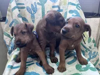 Issac, a male Irish Terrier for sale in Glasco, KS – 5 of 5