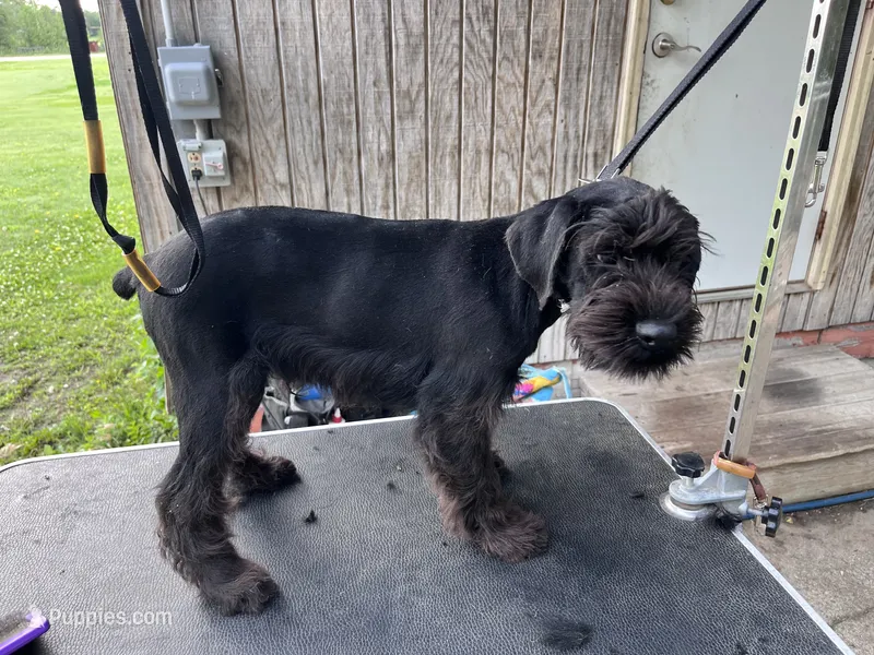 Brody. AKC – Standard Schnauzer puppy for sale in Glasco, KS