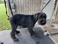 HOLD Brody. AKC, a male Standard Schnauzer for sale in Glasco, KS – 3 of 9