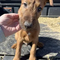 Isaac - AKC, a male Irish Terrier for sale in Glasco, KS – Photo 2 of 4