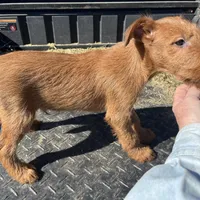 Isaac - AKC, a male Irish Terrier for sale in Glasco, KS – Photo 3 of 4
