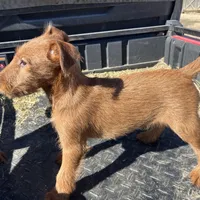 Isaac - AKC, a male Irish Terrier for sale in Glasco, KS – Photo 1 of 4