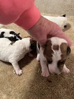 processed/0b91024d-6ca3-444d-bacc-fe2720fcc942/listing/5fd9e2ab-58c3-43d7-b5aa-5889199dcd91/56149590-afa8-41a5-99ea-983ba190b9ab