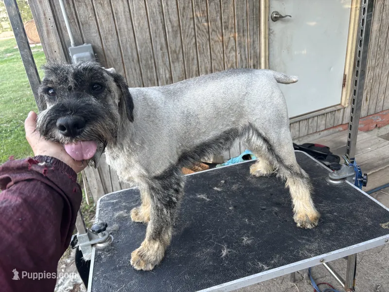 AKC - Spencer – Standard Schnauzer puppy for sale in Glasco, KS