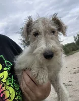 Waldo - AKC, a male Wire Fox Terrier for sale in Glasco, KS – 1 of 7