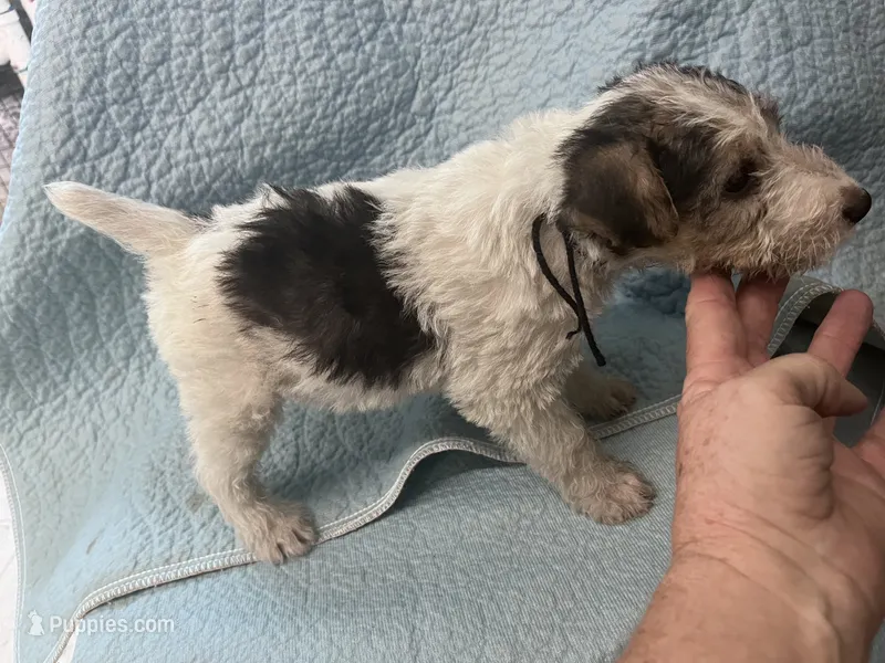 Willow - AKC – Wire Fox Terrier puppy for sale in Glasco, KS