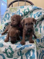 Izzy, a female Irish Terrier for sale in Glasco, KS – Photo 4 of 5