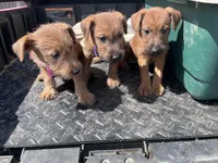 Izzy, a female Irish Terrier for sale in Glasco, KS – Photo 5 of 5