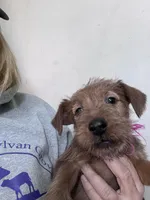 Izzy, a female Irish Terrier for sale in Glasco, KS – Photo 2 of 5