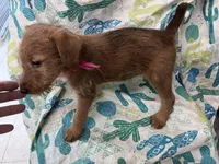 Izzy, a female Irish Terrier for sale in Glasco, KS – Photo 3 of 5