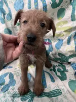Izzy, a female Irish Terrier for sale in Glasco, KS – Photo 1 of 5