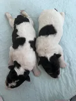 Waldo, a male Wire Fox Terrier for sale in Glasco, KS – 2 of 4