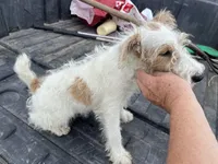 Wilma - AKC, a female Wire Fox Terrier for sale in Glasco, KS – 5 of 8