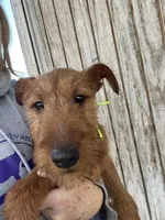 Isaiah - AKC, a male Irish Terrier for sale in Glasco, KS – Photo 2 of 7