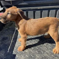 Isaiah - AKC, a male Irish Terrier for sale in Glasco, KS – Photo 1 of 5