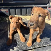 Isaiah - AKC, a male Irish Terrier for sale in Glasco, KS – Photo 2 of 5