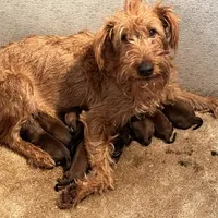 Isaiah - AKC, a male Irish Terrier for sale in Glasco, KS – Photo 4 of 5