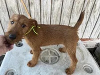 Isaiah - AKC, a male Irish Terrier for sale in Glasco, KS – Photo 4 of 7