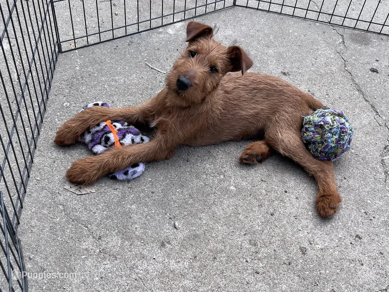 Isaiah - AKC – Irish Terrier puppy for sale in Glasco, KS