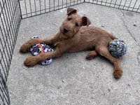 Isaiah - AKC, a male Irish Terrier for sale in Glasco, KS – Photo 1 of 7