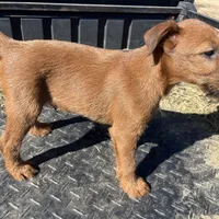 Isaiah - AKC, a male Irish Terrier for sale in Glasco, KS – Photo 3 of 5