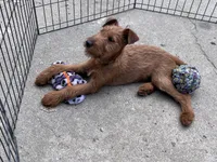 Isaiah - AKC, a male Irish Terrier for sale in Glasco, KS – Photo 5 of 7