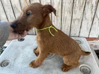 Isaiah - AKC, a male Irish Terrier for sale in Glasco, KS – Photo 3 of 7