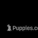 Isaiah - AKC, a male Irish Terrier for sale in Glasco, KS – Photo 5 of 5