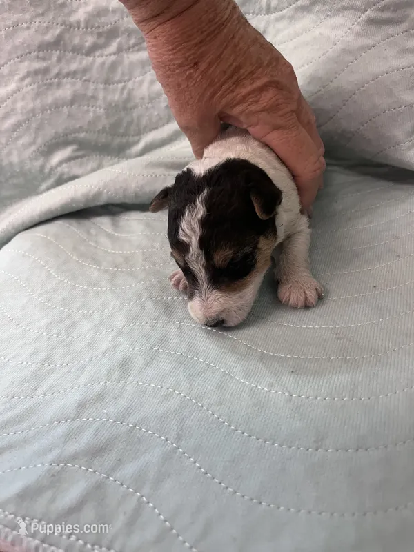 Wesley - AKC – Wire Fox Terrier puppy for sale in Glasco, KS