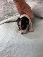 Wesley - AKC, a male Wire Fox Terrier for sale in Glasco, KS – 1 of 4
