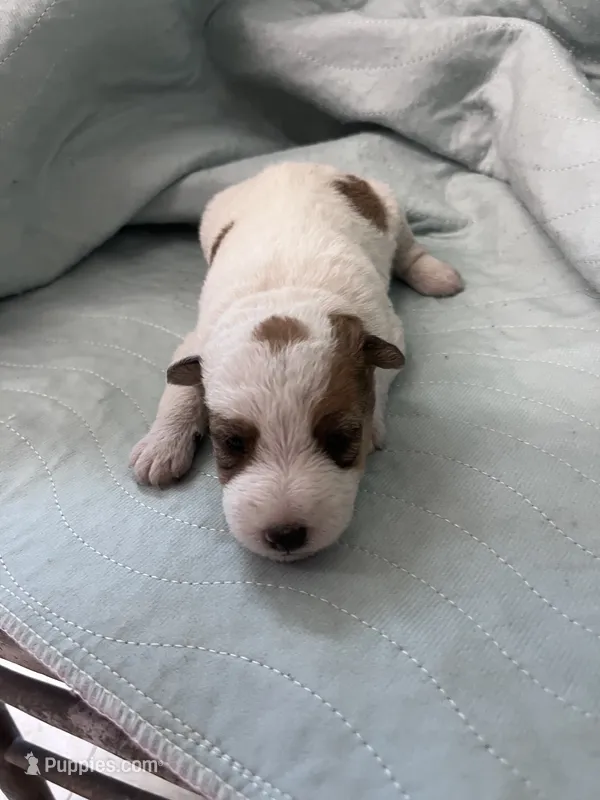 Wini - AKC – Wire Fox Terrier puppy for sale in Glasco, KS