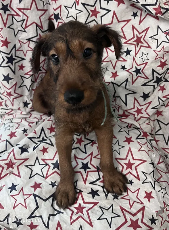Issac – Irish Terrier puppy for sale in Glasco, KS