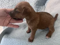 Dusty - AKC, a male Irish Terrier for sale in Glasco, KS – 2 of 4