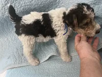 Wesley - AKC, a male Wire Fox Terrier for sale in Glasco, KS – 3 of 7