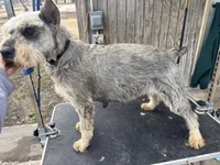 Pepper, a male Standard Schnauzer for sale in Glasco, KS – Photo 3 of 3