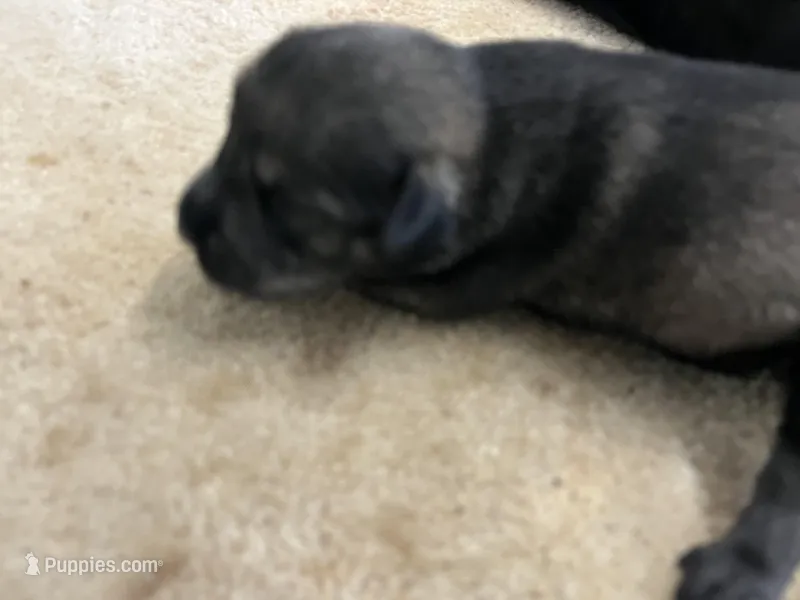 Pepper, a male Standard Schnauzer for sale in Glasco, KS – Photo 1 of 3