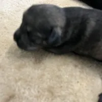 Pepper, a male Standard Schnauzer for sale in Glasco, KS – Photo 5 of 7