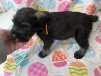Pepper, a male Standard Schnauzer for sale in Glasco, KS – Photo 4 of 7